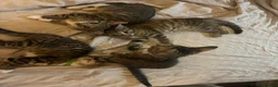 Mixed Breed cats for sale: Tabby torty cross in Derby - Advert 16