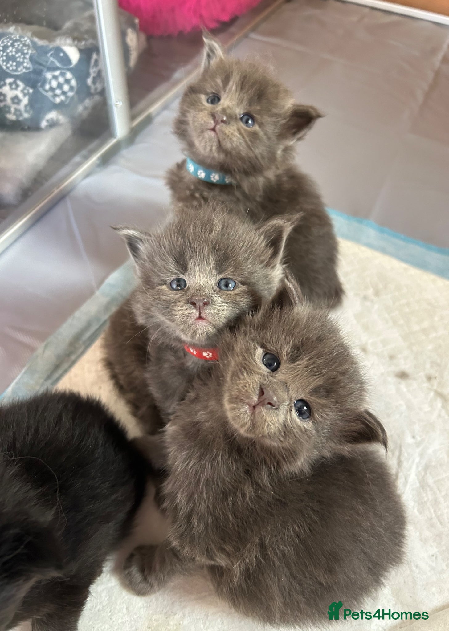 Maine Coon cats Beautiful GCCF reg Maine coon kittens for sale  - Advert 2