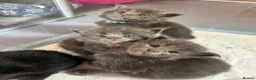 Maine Coon cats for sale: Beautiful GCCF reg Maine coon kittens for sale  - Advert 2