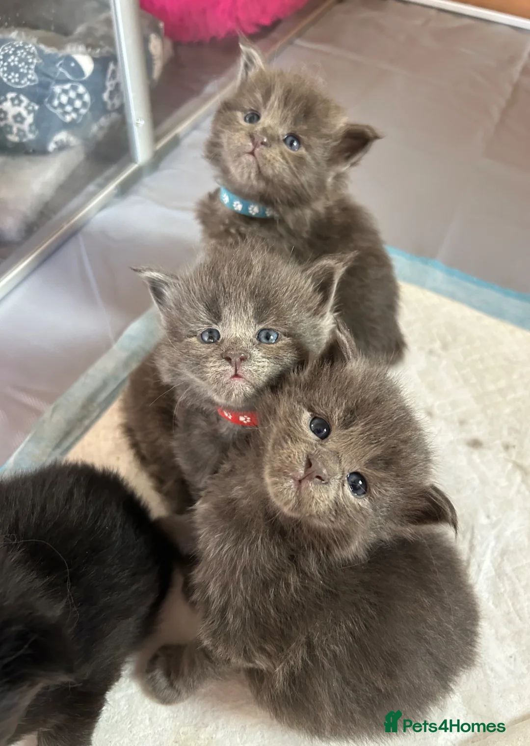 Maine Coon cats for sale: Beautiful GCCF reg Maine coon kittens for sale  - Advert 2