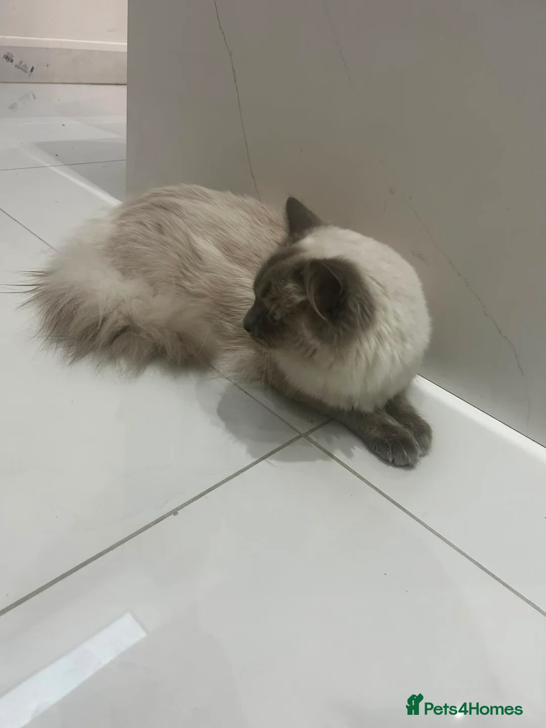 Ragdoll cats for sale: Beautiful 1-Year-Old Male Ragdoll (Joji) – (E6) - Advert 5