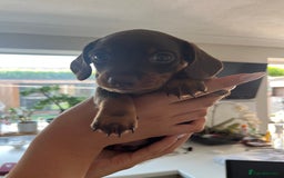 Miniature Dachshund dogs for sale: Miniature Daschunds  - Image 16