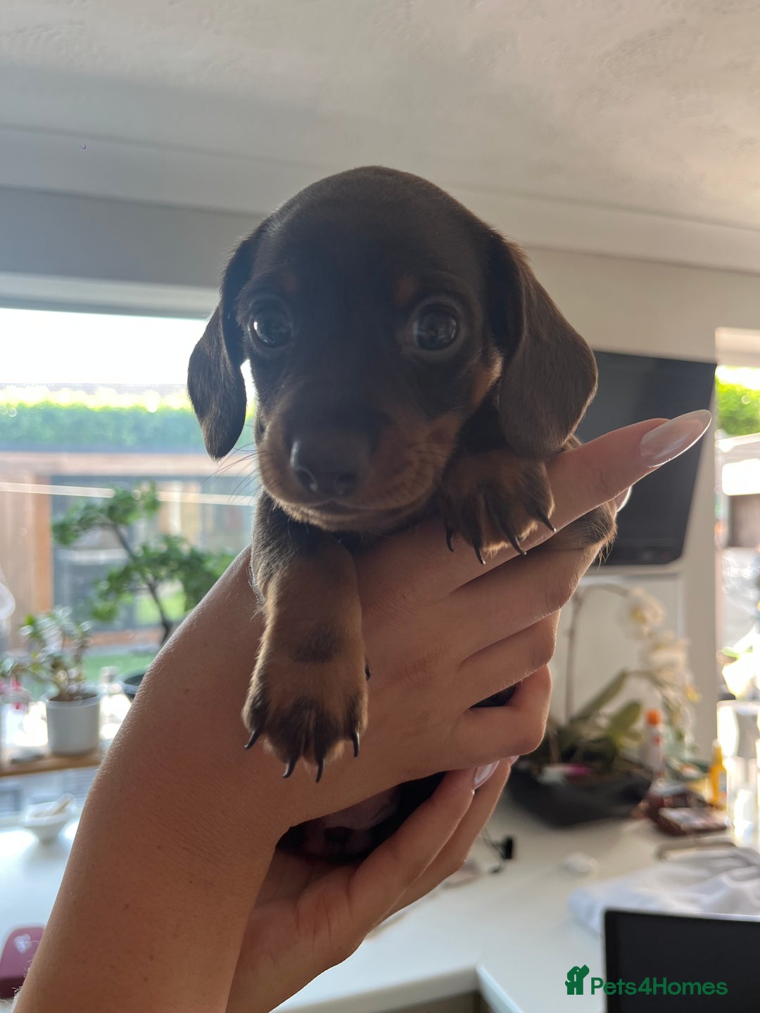 Miniature Dachshund dogs for sale: Miniature Daschunds  - Image 16