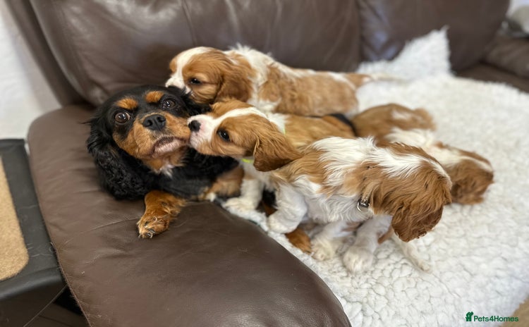 Cavalier King Charles Spaniel dogs - Advert 2