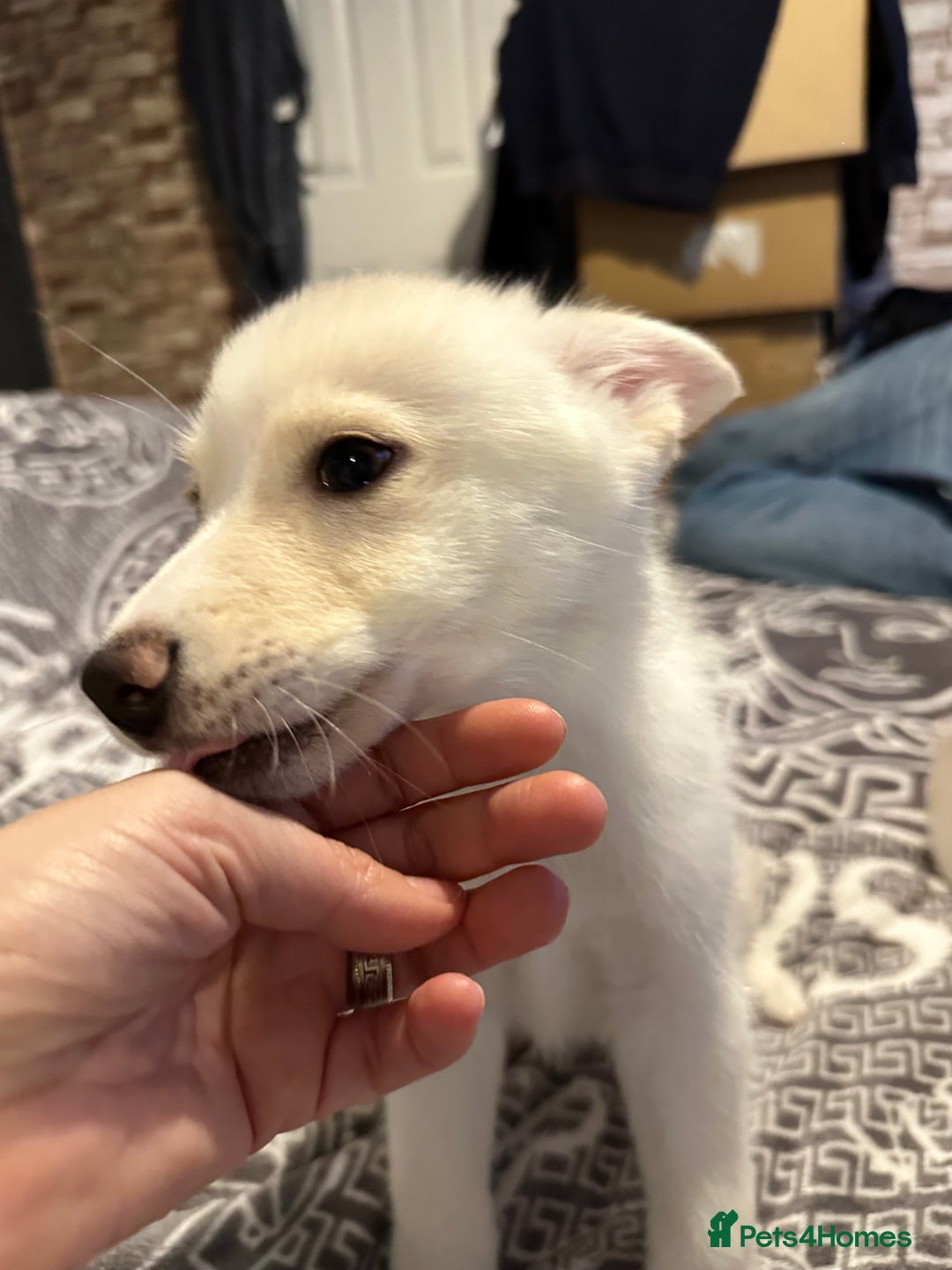 Pomsky dogs for sale: F4 Puppy pomsky  - Advert 5