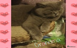 British Shorthair cats for sale: ♥️ Fun Loving British Shorthair Kittens♥️ - Image 33