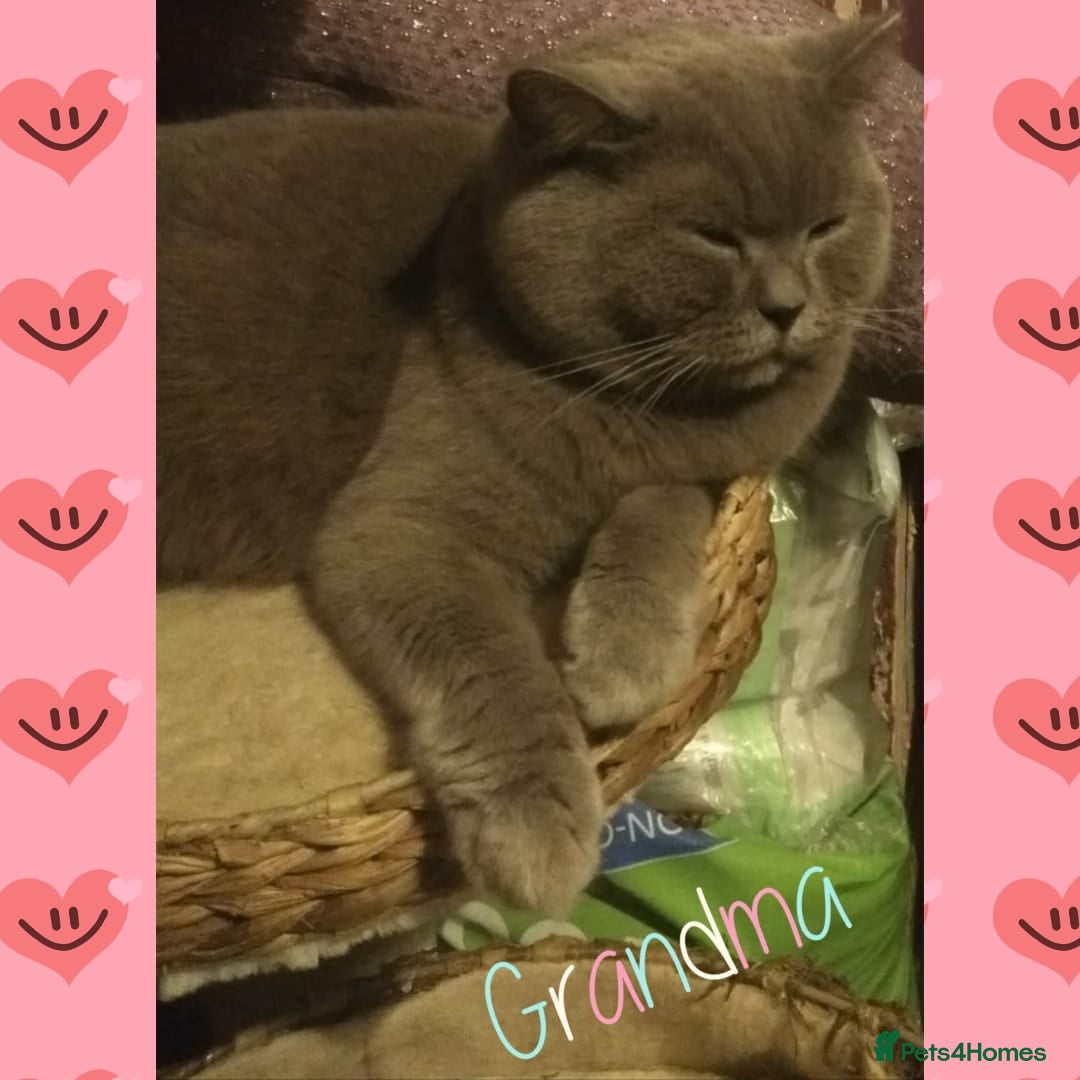 British Shorthair cats for sale: ♥️ Fun Loving British Shorthair Kittens♥️ - Image 33