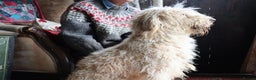 Labradoodle dogs for sale: Licenced Breeder priced to sell - Advert 17