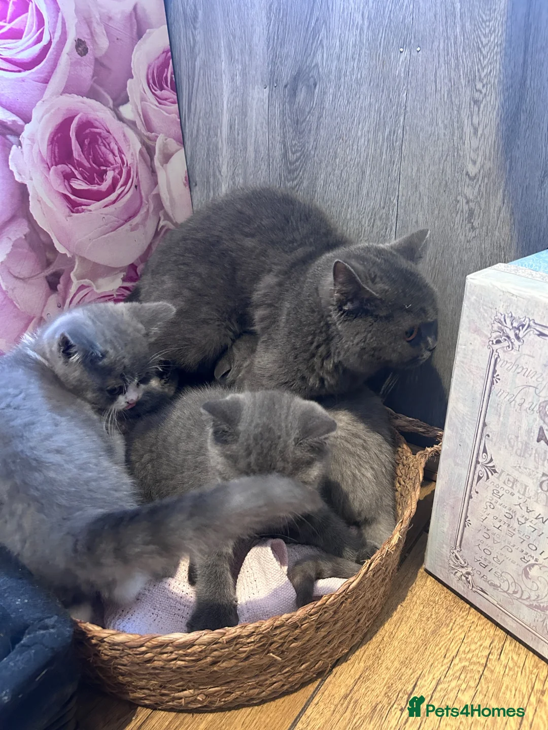 British Shorthair cats for sale: Beautiful kitten 💖 - Advert 2