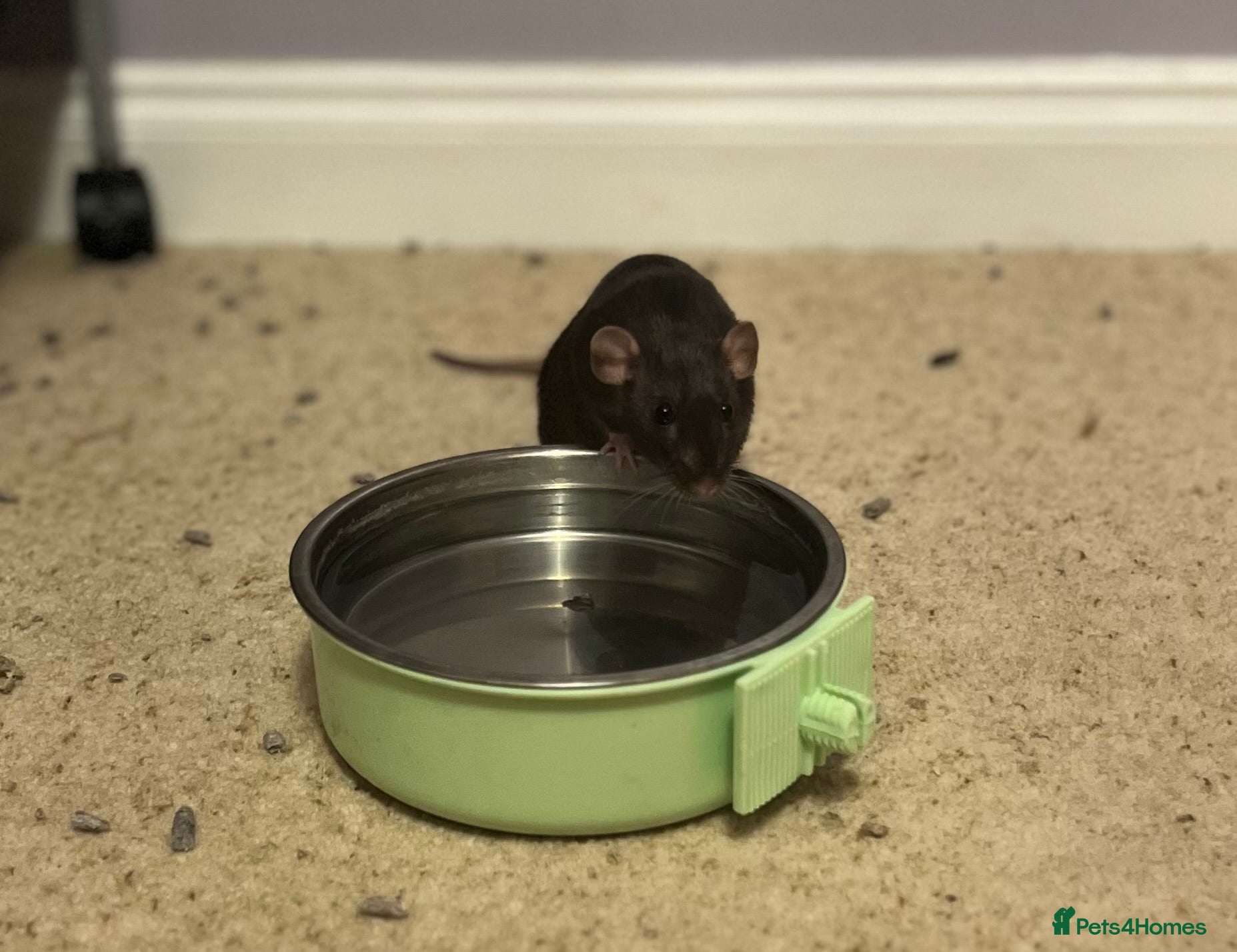 Rat rodents Brown female dumbo rat - Advert 1