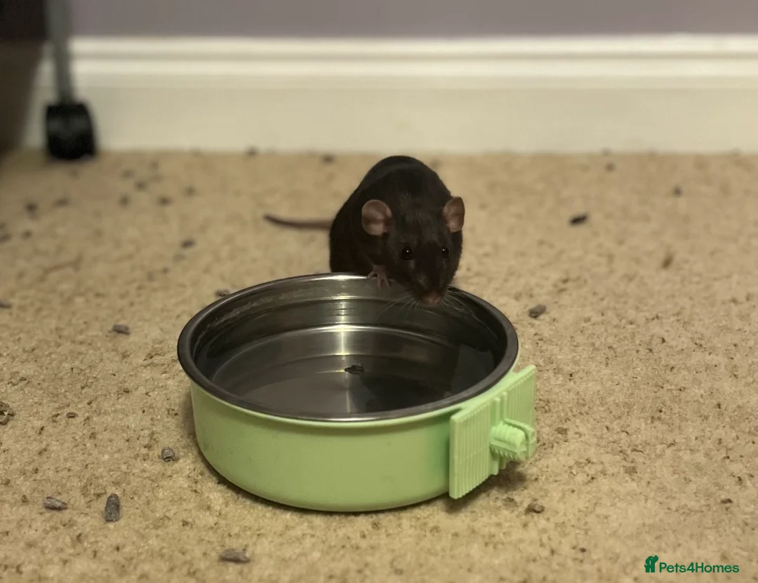 Rat rodents for sale: Brown female dumbo rat - Advert 1