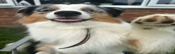 Australian Shepherd dogs for sale: 1 yr old Australian shepherd (Aussie) for sale - Advert 4