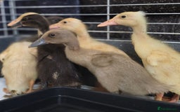 Ducks poultry for sale: Indian Runner ducklings - Image 1