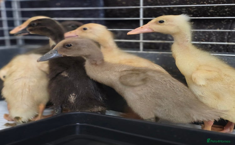 Ducks poultry - Advert 1