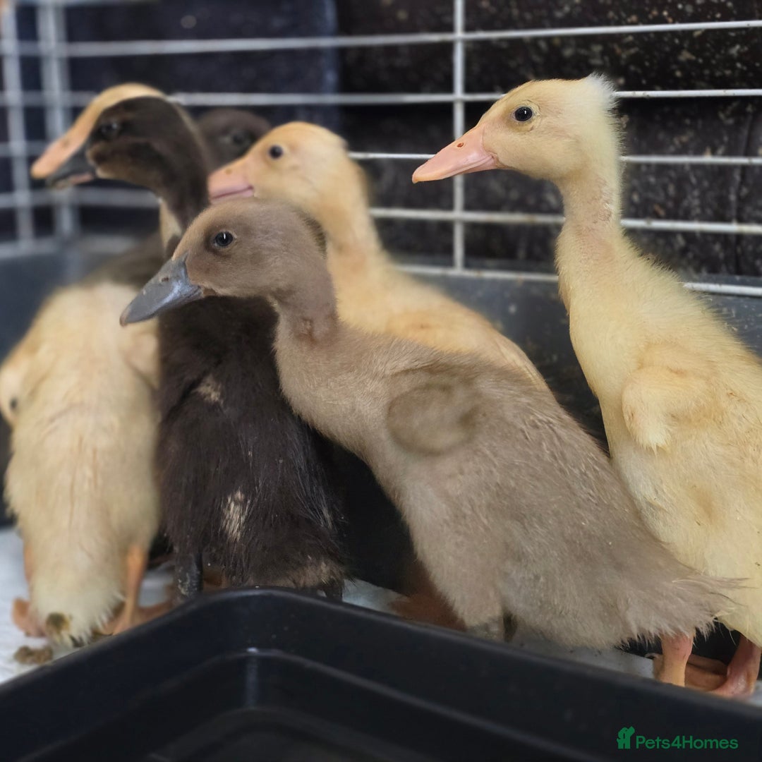Ducks poultry for sale: Indian Runner ducklings - Image 1