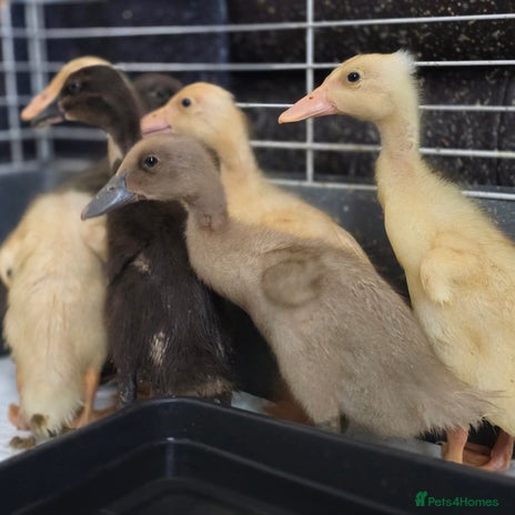 Ducks poultry - Advert 13