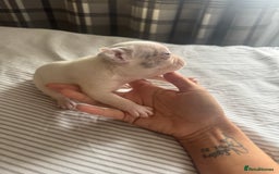 French Bulldog dogs for sale: 2 KC Reg’d French Bulldog Pups For Sale Left - Image 15