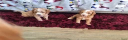 Toy Poodle dogs for sale: KC registered Toy Poodle puppies - Advert 1