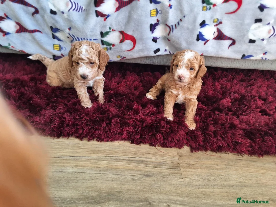 Toy Poodle dogs for sale: KC registered Toy Poodle puppies - Advert 1