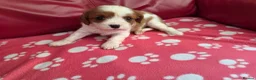 Mixed Breed dogs for sale: Cavapoo f1b - Advert 10