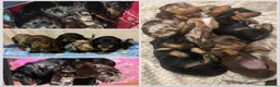 Miniature Dachshund dogs for sale:  KC Registered Miniature Dachshund Puppies - Advert 2