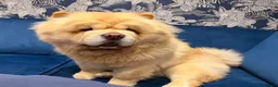 Chow Chow dogs for sale: Beautiful KC Registered Chow Chow Puppies  - Advert 2