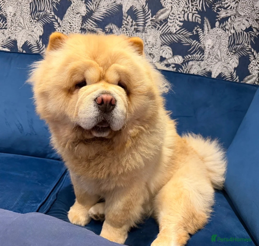 Chow Chow dogs for sale: Beautiful KC Registered Chow Chow Puppies  - Advert 2