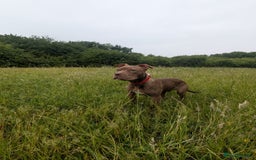 Mixed Breed dogs for sale: 8 month old pup for rehome.  - Image 3