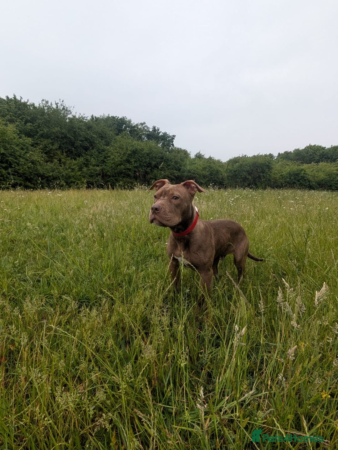 Mixed Breed dogs for sale: 8 month old pup for rehome.  - Image 3