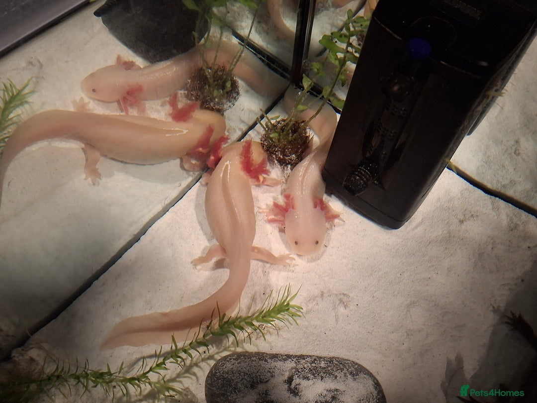 Mixed Breed invertebrates for sale: Axolotls Newly hatched - Advert 5