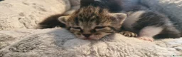 Mixed Breed cats for sale: 7 beauiful kittens looking for a forever home - Advert 1