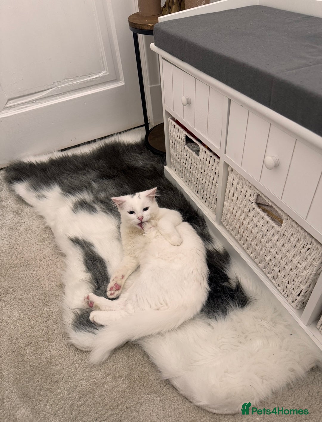 Turkish Angora cats for sale: 7 months old Turkish Angora male kitten - Advert 3