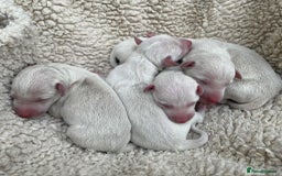 Italian Greyhound dogs for sale: White/Cream Italian Greyhound pups  - Image 1