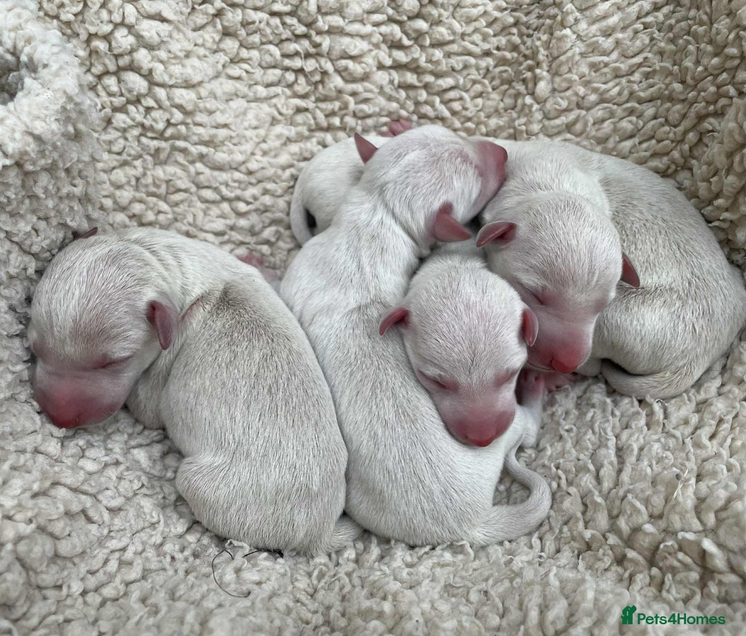 Italian Greyhound dogs for sale: White/Cream Italian Greyhound pups  - Image 1