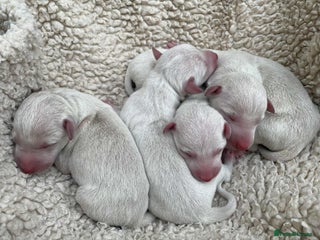 Italian Greyhound dogs White/Cream Italian Greyhound pups - Advert 8