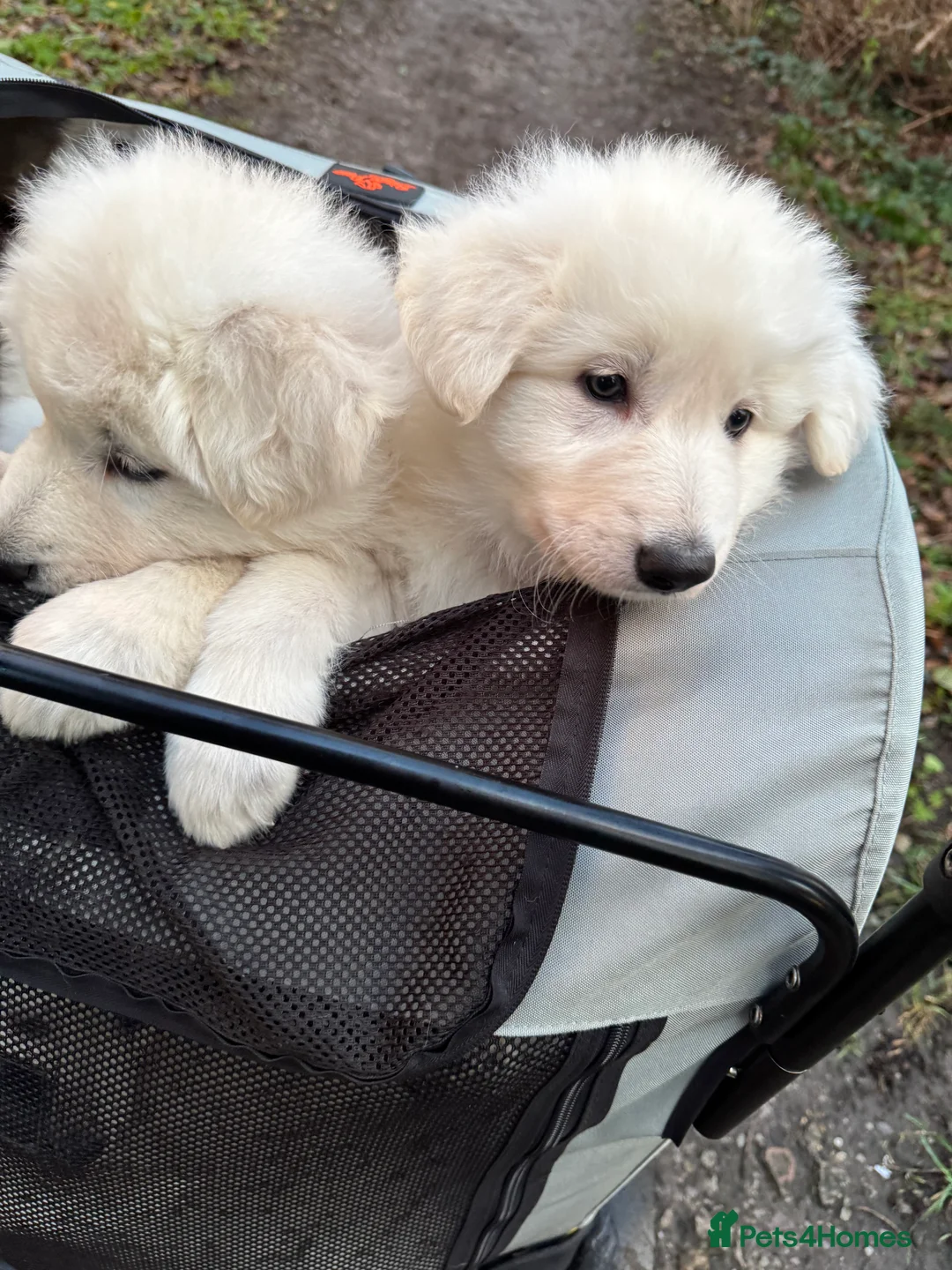 White Swiss Shepherd dogs for sale: Beautiful white Swiss shepherd  - Advert 11