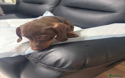 Miniature Dachshund dogs for sale: Beautiful Miniature Dachshunds  - Image 10