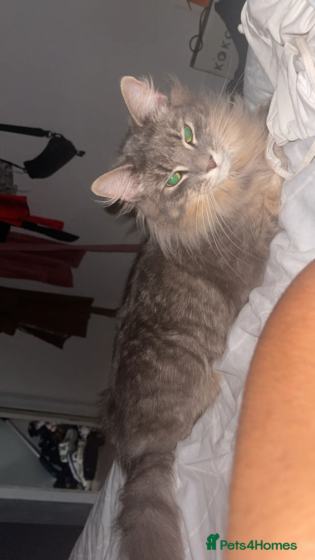 Mixed Breed cats for sale: price for both of them Mother cat and her kitten - Advert 1