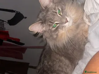 Mixed Breed cats 1 Mother cat and 1 of her male kittens - Advert 2