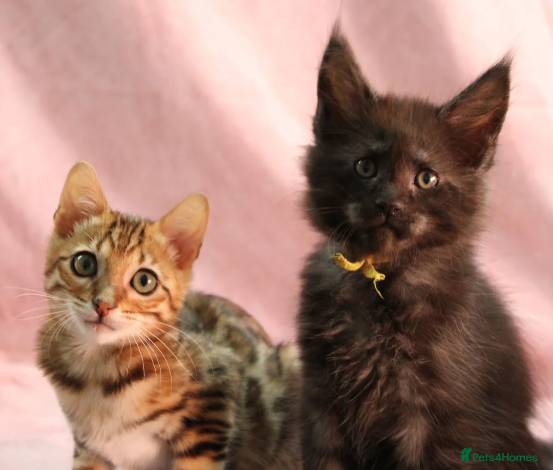 Bengal cats for sale: 🔥Beautiful Bengal girl available🔥 - Advert 1
