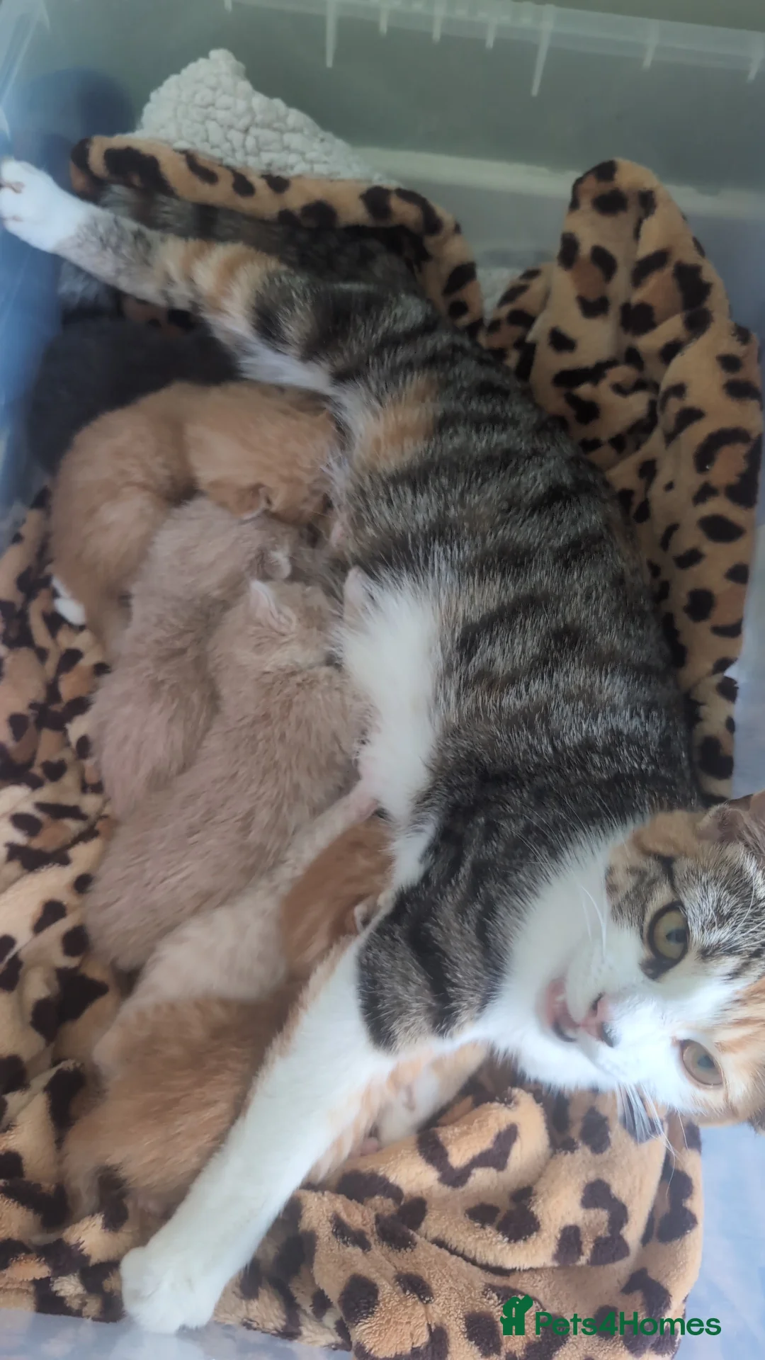 British Shorthair cats for sale: 3 adorable 8-week old kittens  - Advert 2