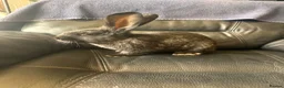 Continental Giant rabbits for sale: Baby’s giants  - Advert 3
