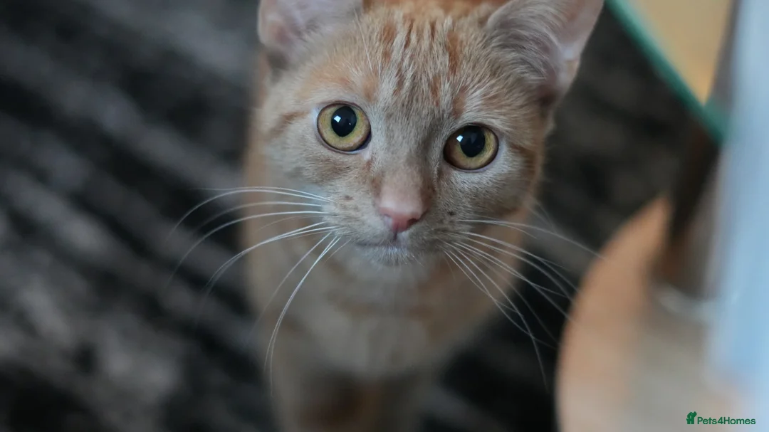 Domestic Shorthair cats for sale: 12-Month-Old Ginger Tabby Girl Indoor Only Croydon - Advert 2