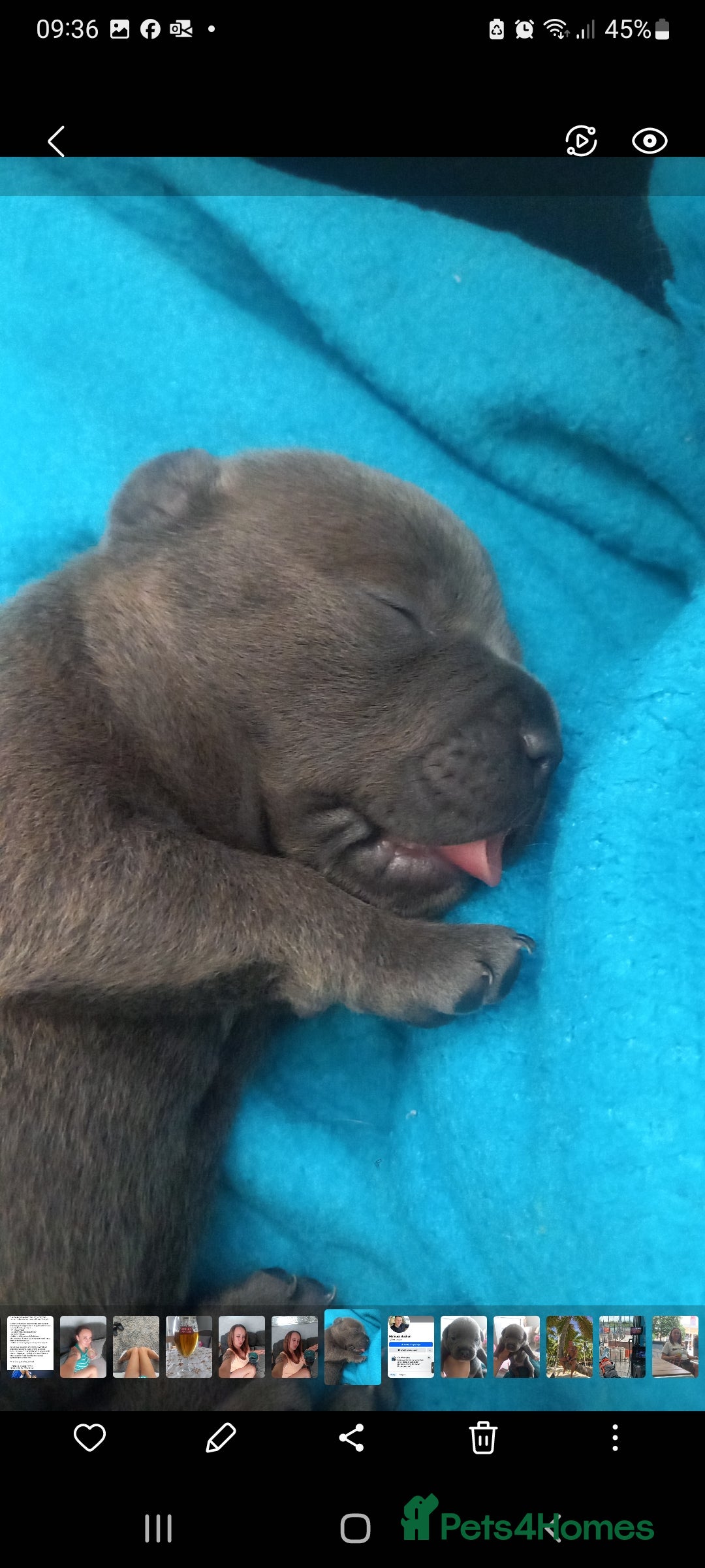 Staffordshire Bull Terrier dogs for sale: Lovely puppy  in Coventry - Image 17