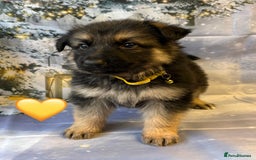 German Shepherd dogs for sale: KC White & Black&Tan German Shepherd Females!👀🏡 - Advert 4