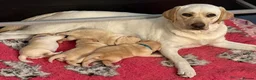 Labrador Retriever dogs for sale: Purebred Labrador Puppies. Full pedigree in Glasgow - Advert 8
