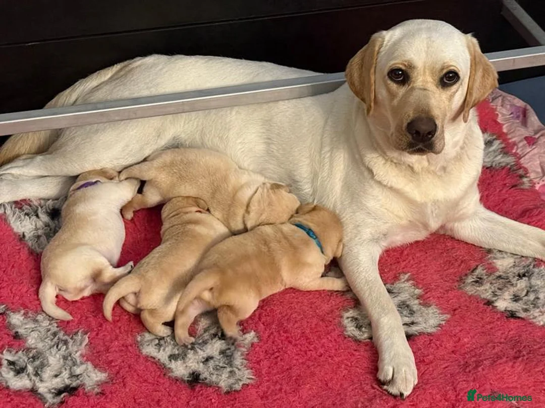 Labrador Retriever dogs for sale: Purebred Labrador Puppies. Full pedigree in Glasgow - Advert 8