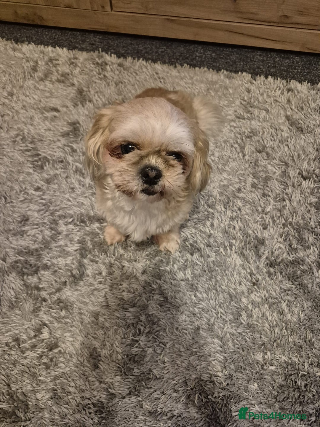 Shih Tzu dogs for sale: Shihzu girl 2 and a half years old - Advert 4