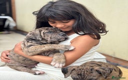 Mixed Breed dogs for sale: Last Four Mastiff pups available  - Image 24
