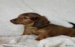 Miniature Dachshund dogs for sale: ⭐️ Miniature Long Haired Dachshund Pups ⭐  - Image 6